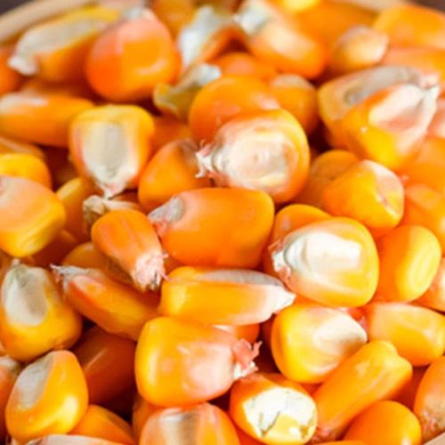 Milho para Pipoca 100g