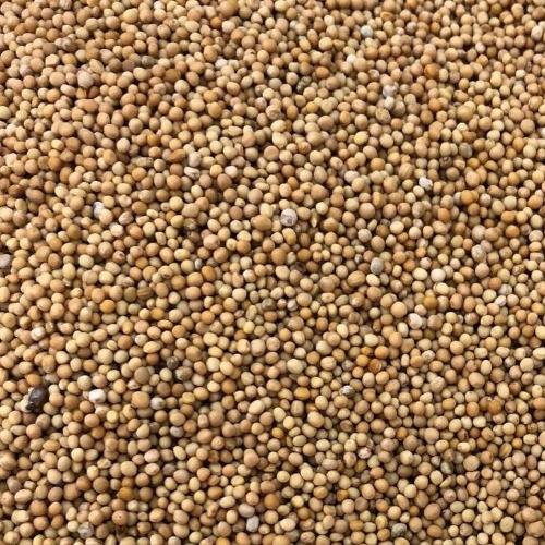 Mostarda Grao 100g